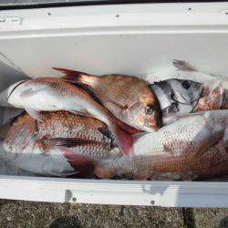 大進丸(新潟) 釣果