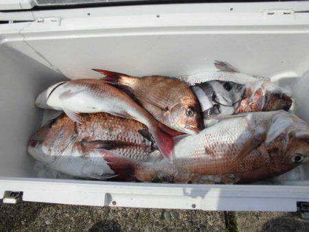 大進丸(新潟) 釣果