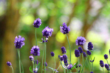 小菅トラウトガーデン 釣果