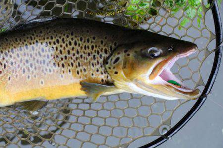 小菅トラウトガーデン 釣果