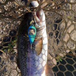 小菅トラウトガーデン 釣果