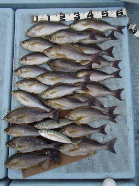 清和丸 釣果