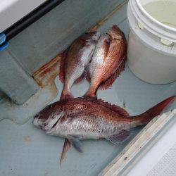 遊漁船ブルーウッズ 釣果