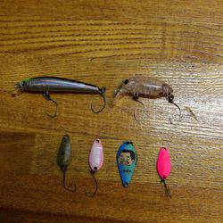 小菅トラウトガーデン 釣果