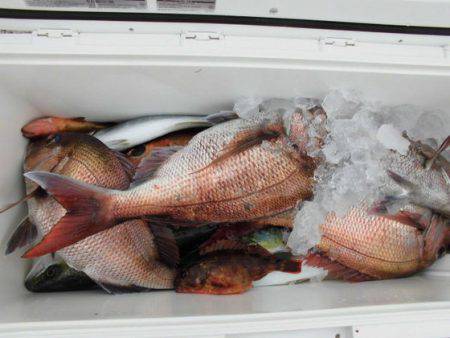 大進丸（新潟） 釣果