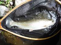 秩父フライフィールド 釣果