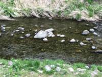 秩父フライフィールド 釣果