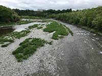 秩父フライフィールド 釣果