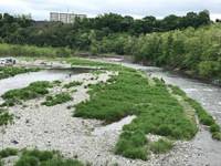 秩父フライフィールド 釣果
