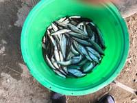 秩父フライフィールド 釣果