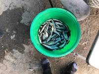 秩父フライフィールド 釣果