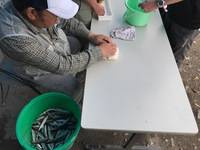 秩父フライフィールド 釣果