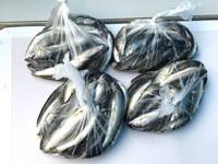 秩父フライフィールド 釣果