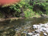 秩父フライフィールド 釣果