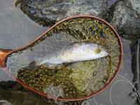 秩父フライフィールド 釣果