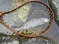 秩父フライフィールド 釣果