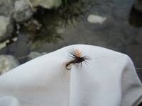 秩父フライフィールド 釣果