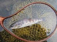 秩父フライフィールド 釣果