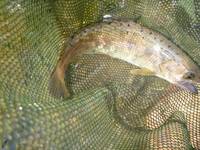 秩父フライフィールド 釣果