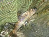 秩父フライフィールド 釣果