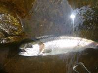 秩父フライフィールド 釣果