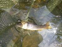 秩父フライフィールド 釣果