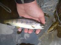 秩父フライフィールド 釣果