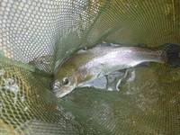 秩父フライフィールド 釣果