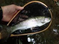 秩父フライフィールド 釣果