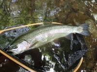 秩父フライフィールド 釣果