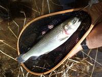 秩父フライフィールド 釣果