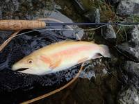 秩父フライフィールド 釣果