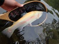 秩父フライフィールド 釣果