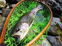 秩父フライフィールド 釣果