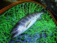 秩父フライフィールド 釣果