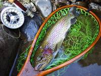 秩父フライフィールド 釣果