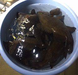 Ｒｕｓｈ（ラッシュ） 釣果