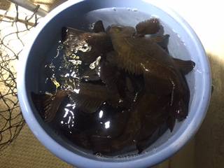 Ｒｕｓｈ（ラッシュ） 釣果