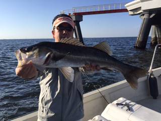 Ｒｕｓｈ（ラッシュ） 釣果