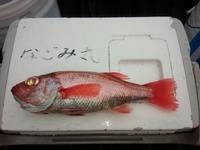なごみ船 釣果