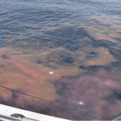 渡船屋たにぐち 釣果