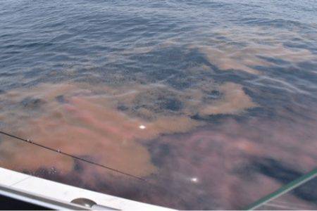 渡船屋たにぐち 釣果