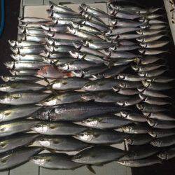 エムズジャーク（M’s JERK） 釣果