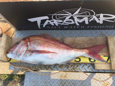 ＴＡＲＯＭＡＲＵ 釣果