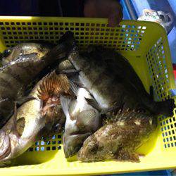 ヤザワ渡船 釣果