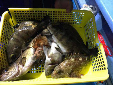 ヤザワ渡船 釣果