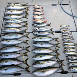 SeaRide(シーライド) 釣果