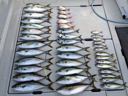 SeaRide(シーライド) 釣果