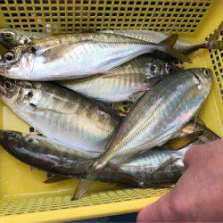 ヤザワ渡船 釣果