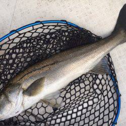 「LaGooN」蒼陽丸 日和号　 釣果